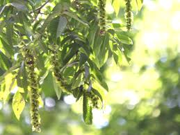 Attēlu rezultāti vaicājumam “Pterocarya fraxinifolia flower”