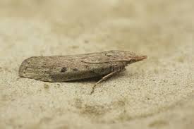 Attēlu rezultāti vaicājumam “Aphomia sociella male”