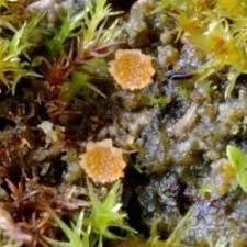 Attēlu rezultāti vaicājumam “Lamprospora tortulae-ruralis”