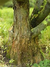 Attēlu rezultāti vaicājumam “Sorbus hybrida”