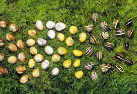 Attēlu rezultāti vaicājumam “Cepaea nemoralis”