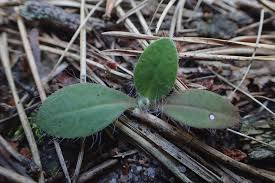 Attēlu rezultāti vaicājumam “Pilosella officinarum leaf”