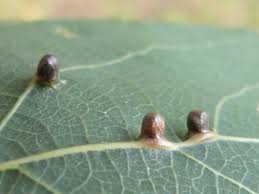 Attēlu rezultāti vaicājumam “Geocrypta galii larva”