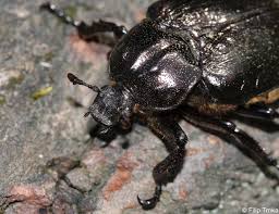 Attēlu rezultāti vaicājumam “Osmoderma barnabita”