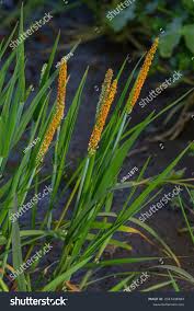 Attēlu rezultāti vaicājumam “Alopecurus aequalis leaf”