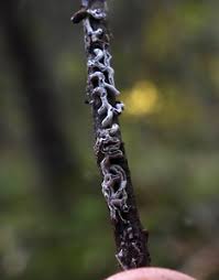 Attēlu rezultāti vaicājumam “Lycogala fuscoolearium macro”