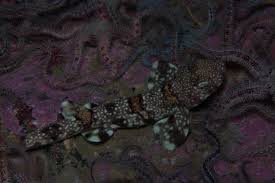 Image result for Haploblepharus edwardsii