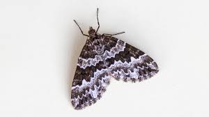 Attēlu rezultāti vaicājumam “Electrophaes corylata”