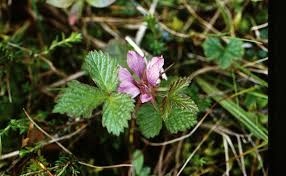 Attēlu rezultāti vaicājumam “Rubus arcticus flower”
