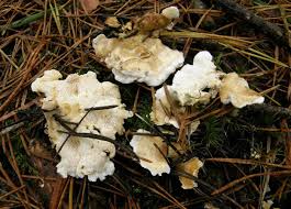 Attēlu rezultāti vaicājumam “Sistotrema confluens”