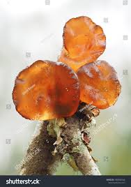 Attēlu rezultāti vaicājumam “Exidia cartilaginea”