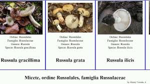 Attēlu rezultāti vaicājumam “Russulales”
