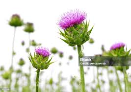 Attēlu rezultāti vaicājumam “Silybum marianum”