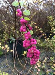 Attēlu rezultāti vaicājumam “Symphoricarpos x chenaultii”