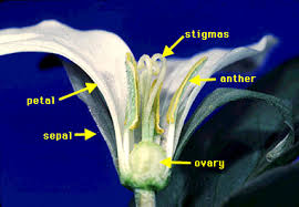 Attēlu rezultāti vaicājumam “Liliaceae”