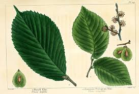 Attēlu rezultāti vaicājumam “Ulmus glabra leaf”