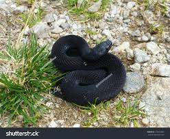 Attēlu rezultāti vaicājumam “Vipera berus”