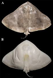 Image result for Gymnura micrura