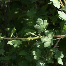 Attēlu rezultāti vaicājumam “Ribes uva-crispa leaf”