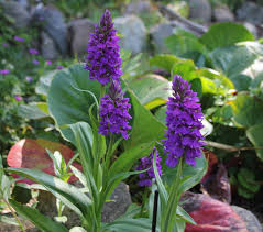 Attēlu rezultāti vaicājumam “Dactylorhiza”