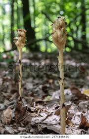 Attēlu rezultāti vaicājumam “Monotropa hypopitys bud”