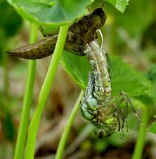 Attēlu rezultāti vaicājumam “exuvia”