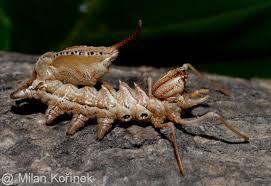 Attēlu rezultāti vaicājumam “Stauropus fagi”