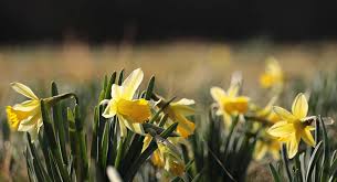 Attēlu rezultāti vaicājumam “Narcissus leaf”