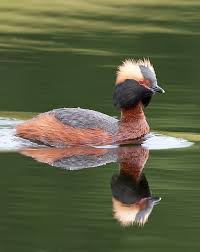 Image result for Podiceps auritus