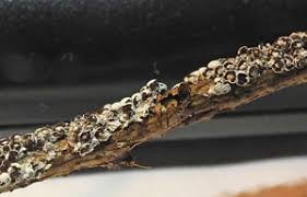 Attēlu rezultāti vaicājumam “Diderma ochraceum young”