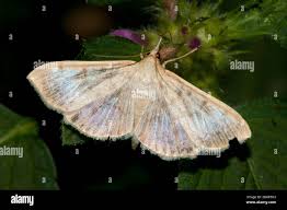 Attēlu rezultāti vaicājumam “Pleuroptya ruralis”