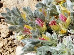 Attēlu rezultāti vaicājumam “Lycogala persicum macro”