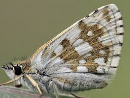 Attēlu rezultāti vaicājumam “Pyrgus alveus underside”