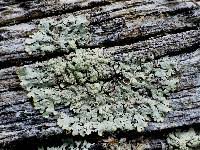 Attēlu rezultāti vaicājumam “Parmeliopsis ambigua”