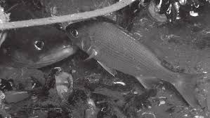 Image result for Pomadasys incisus