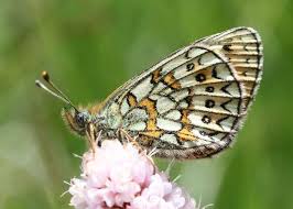 Attēlu rezultāti vaicājumam “Boloria eunomia”