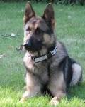 Tonawanda, NY - Official Website - K-9 Unit