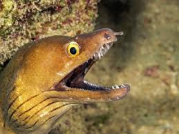 Image result for Gymnothorax vicinus