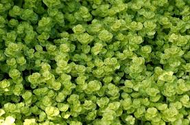 Image result for Origanum majorana