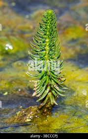 Attēlu rezultāti vaicājumam “Hippuris vulgaris”