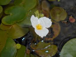 Attēlu rezultāti vaicājumam “Hydrocharis morsus-ranae flower”