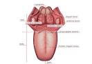 HUMAN BEING :: SENSE ORGANS :: SMELL AND TASTE :: DORSUM OF TONGUE ...