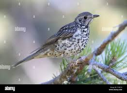 Attēlu rezultāti vaicājumam “Turdus viscivorus”