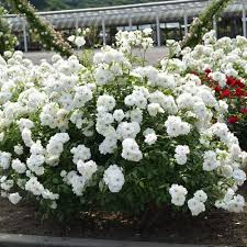 「アイスバーグ」の画像検索結果