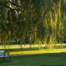 Image result for Carnoustie Bowling Club