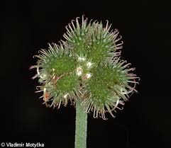 Attēlu rezultāti vaicājumam “Sanicula europaea bud”