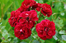 Image result for Rosengewächse