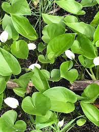 Attēlu rezultāti vaicājumam “Calla palustris flower”