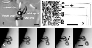 Attēlu rezultāti vaicājumam “Cribraria martinii spores”