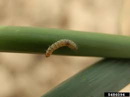 Attēlu rezultāti vaicājumam “Acrolepiopsis assectella”